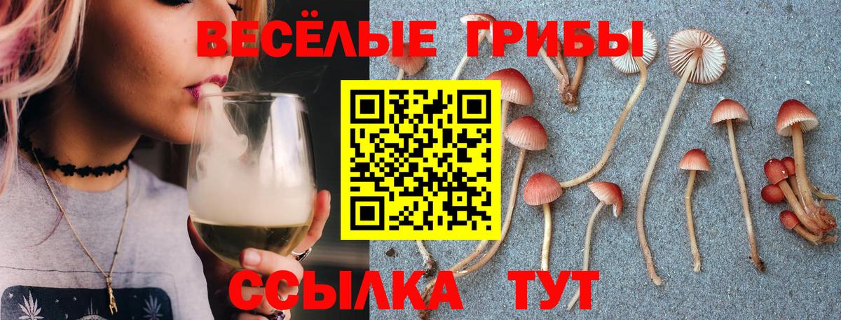 Галлюциногенные грибы Psilocybe Можга